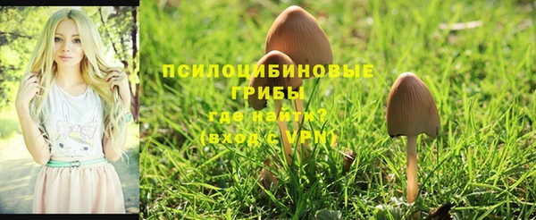 PSILOCYBIN Волосово